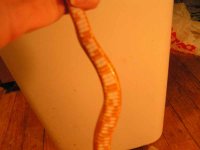 belly3.jpg