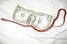 cerisedollar.jpg