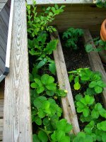 Planting June 2009 002.jpg