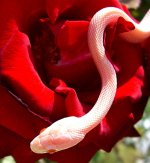 Mingo 09_2009 020cr.jpg