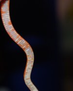 red belly.jpg