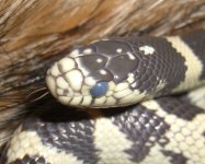 Blue Chox 003cr_800.jpg