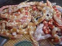 post shed.JPG