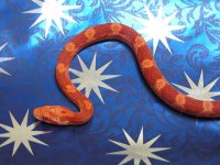 snake3.jpg