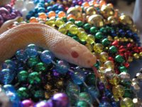 Boz beads 6 rsz.jpg