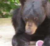 bear1.jpg