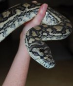 anJelly.jpg anJelly.jpg