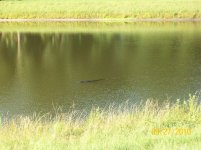 gator.jpg