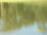 gator 2.jpg