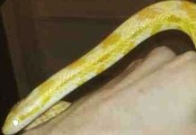 Corn.jpg