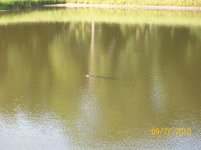 gator 3.jpg