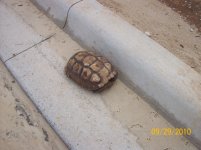 gopher 2.jpg
