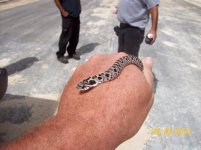 hoggie baby.jpg