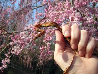 Gar & Flowers.jpg
