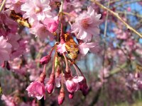 Gar in the Cherry Blossums.jpg