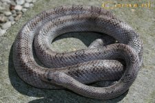 Anery pewter m 18-4-09 b.jpg