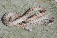 Ghost blood m 18-4-09 a.jpg