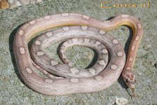 ghost mot m 18-4-09 b.jpg