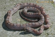 Granite hCharHypo m 18-4-09 b.jpg