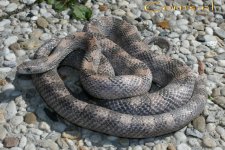 Granite hHypo m 18-4-09 b.jpg