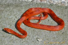 Hypo BR v4 18-4-09 c.jpg