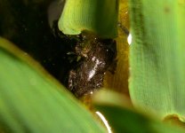 Toadpoles 003zr.jpg