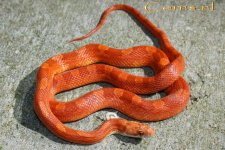 Hypo BR v5 18-4-09 b.jpg