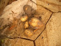 Toadpoles 006.jpg