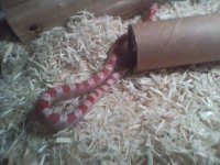 Albino Bloodred 2.jpg