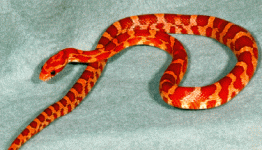 hypo corn.gif