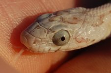 eye2.JPG