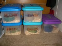 Brumation 2010_2011 003.jpg