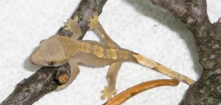 hatchling 1.JPG hatchling 1.JPG