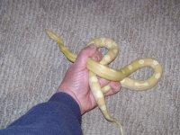 sugaree.JPG