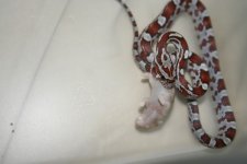 snake feeding oct24 009.jpg
