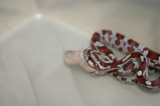 snake feeding oct24 014.jpg