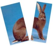 Rabbit a.jpg