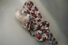 snake feeding oct24 019.jpg