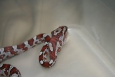 snake feeding oct24 023.jpg