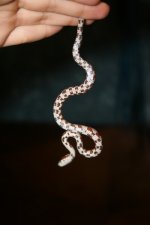 snake feeding nov 1 045.jpg