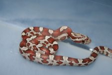 snake feeding nov 1 061.jpg