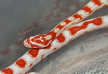030909FCandyCane.jpg