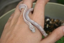 Snakes 2009 Aug 008.jpg