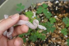 Snakes 2009 Aug 014.jpg