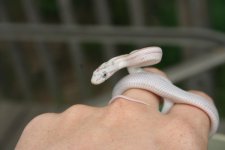 Snakes 2009 Aug 017.jpg