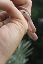 Snakes 2009 Aug 022.jpg