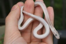 Snakes 2009 Aug 029.jpg