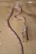snake feeding oct24 011.jpg