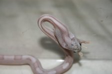 snake feeding oct24 025.jpg