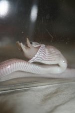 snake feeding oct24 026.jpg